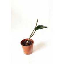 Bitki Dünyam Mum Çiçeği-Hoya Carnosa