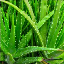 Bitki Dünyam Saksıda Şifalı Sarısabır Aloe Vera (Alovera) Fidanı