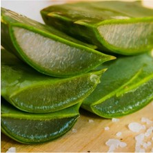 Bitki Dünyam Saksıda Şifalı Sarısabır Aloe Vera (Alovera) Fidanı