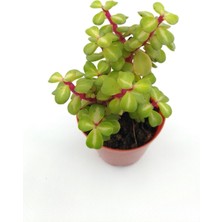 Bitki Dünyam Portulacaria Afra Variegata Sukulent - 5.5 cm Saksıda