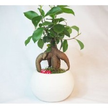 Bitki Dünyam Ficus Ginseng Bonsai Beyaz Venüs Beton Saksıda Canlı Çiçek