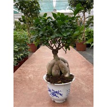 Bitki Dünyam Ficus Microcarpa Ginseng Bonsai Orta Boy