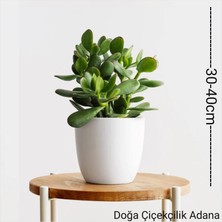 Bitki Dünyam Para Ağacı Bereket, İyi Şans ve Para Çiçeği Crassula Ovata 01