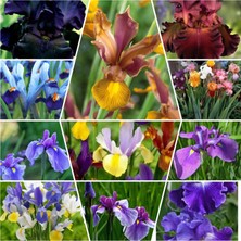 Bitki Dünyam 20 Adet Iris Süsen Soğanı 20-40 cm Sürgün Vermiş