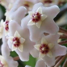 Bitki Dünyam Hoya Cornosa - Mum Çiçeği, Saksıda
