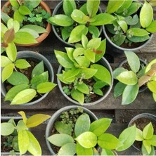 Bitki Dünyam Hoya Cornosa - Mum Çiçeği, Saksıda