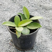 Bitki Dünyam Hoya Cornosa - Mum Çiçeği, Saksıda