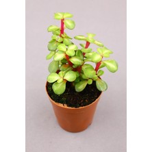 Bitki Dünyam 2 Âdet Portulacaria Afra Variegata Sukulent - 5.5 cm Saksıda