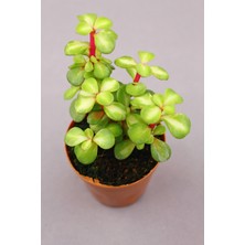 Bitki Dünyam 2 Âdet Portulacaria Afra Variegata Sukulent - 5.5 cm Saksıda