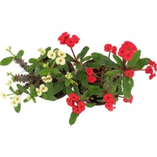 Bitki Dünyam 2'li Euphorbia Milli Dikenler Tacı Kırmızı Beyaz Çiçekli 20CM İç Mekan Dekoratif Bitki