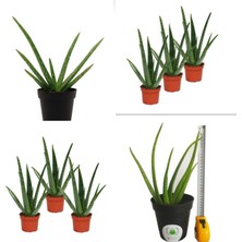 Bitki Dünyam 3 Adet Aloevera Aloe Vera