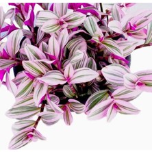 Bitkim Sende Pembe Telgraf Çiçeği – Nanouk Telgraf Çiçeği