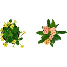 Bitkim Sende Euphorbia Milli Dikenler Tacı 2'li Set