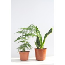 Bitkim Sende Tül Kuşkonmaz ve Paşa Kılıcı Asparagus Sansevieria Black Gold Üretim Saksılı 2'li Set