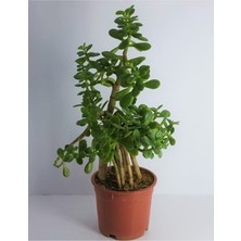 Bitkim Sende Bonsai Crassula Ovata Para Bereket Ağacı 10 Yaş