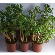 Bitkim Sende Bonsai Crassula Ovata Para Bereket Ağacı 10 Yaş