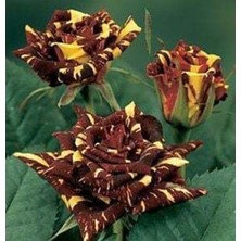 Serada Decor Plant Tüplü Yediveren Aşılı Kokulu Sihirbaz Abrakadabra Gül Fidanı ( 2 Yaş - Boy 50-90 cm )