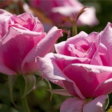 Serada Decor Plant Beverly Gül Fidanı - Pembe Gül Fidanı