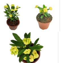 Bitkim Sende Sarı Dikenler Tacı Mili Çiçeği Altın Sarı Renk Euphorbia Milli