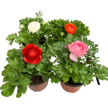 Serada Decor Plant Şakayık Çiçeği Saksıda 20-25 cm 4'lü Set