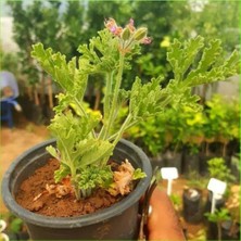 Serada Decor Plant 2 Adet Itır - Gül Damlası Fidesi (Muhteşem Kokulu)