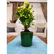 Serada Decor Plant Dev Dikenler Tacı Çiçekçiği Milli Çiçeği Euphorbia Milli
