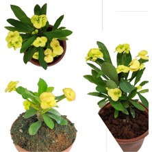 Bitkim Sende Sarı Dikenler Tacı Milli Bitkisi Çiçeği Altın Sarısı Euphorbia Milli