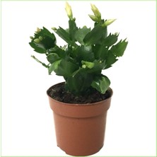 Serada Decor Plant Yılbaşı Çiçeği Yılbaşı Bitkisi