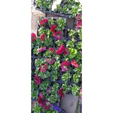 Bitkim Sende 25'li Hercai Menekşe Seti 5 Renk 5 Er Adet