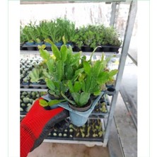 Serada Decor Plant 4 Adet Yılbaşı Çiçeği Bitkisi 4'lü Set