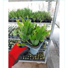 Serada Decor Plant Yılbaşı Çiçeği Yılbaşı Bitkisi Kaliteli Fidan