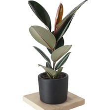 Bitki Dünyam Ficus Elastica Kauçuk Ağacı Dekoratif Saksıda