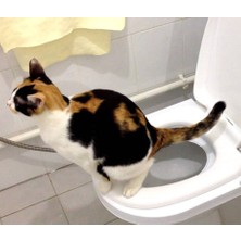CitiKitty Kedi Tuvalet Eğitim Seti