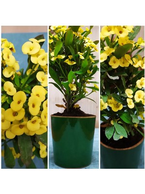 Bitki Dünyam Seramik Saksıda Büyük Sarı Dikenler Tacı