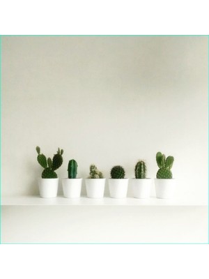 Bitki Dünyam Mini Seramik Saksılarda 6'lı Kaktüs Seti