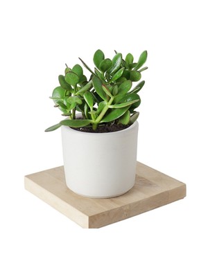Bitki Dünyam Seramik Saksıda Crassula Ovata Para Çiçeği+5 Alman Zambağı Soğanı