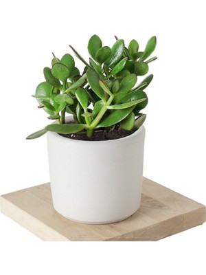 Bitki Dünyam Seramik Saksıda Crassula Ovata Para Çiçeği+5 Alman Süseni Fidesi