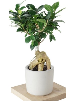 Bitki Dünyam Ficus Ginseng (Bonsai Ağacı)