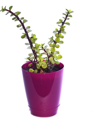 Bitki Dünyam Saksılı Bonsai Ağaç Crassula Portulacaria Afra Para Ağacı Fidanı Dolgun 25-30 cm
