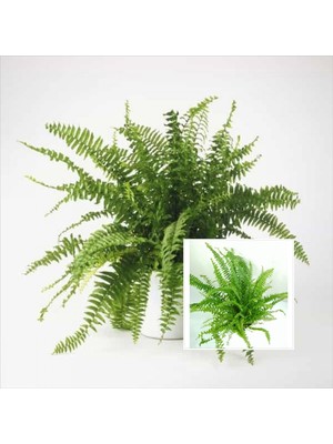 Bitki Dünyam Aşk Merdiveni Seramik Saksıda Nephrolepis 00100101