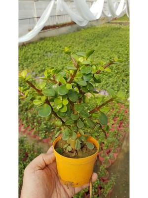 Bitki Dünyam Para Ağacı / Afra Ağacı