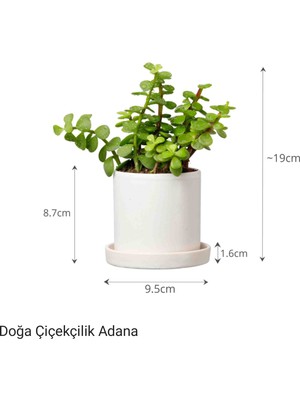 Bitki Dünyam Para Çiçeği Özel Saksıda Afra Portulacaria