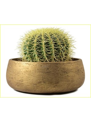 Bitki Dünyam Dekoratif Saksıda Altın Fıçı Kaktüs