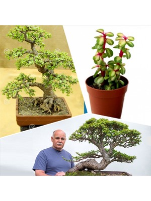 Bitki Dünyam Bonsai Ağacı Fidesi Afra Yeşim 5.5 828EOOROR