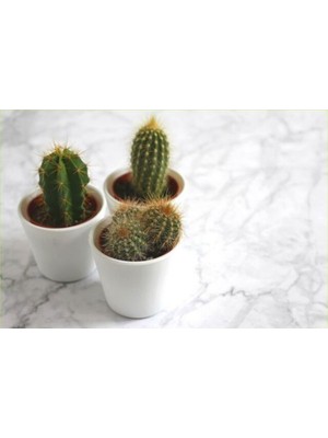 Bitki Dünyam 3 Adet Seramik Saksıda Kaktüs ve Sukulent Altlıksız