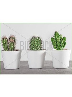 Bitki Dünyam 3 Adet Seramik Saksıda Kaktüs ve Sukulent Altlıksız