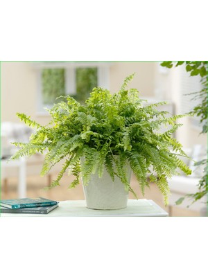 Bitki Dünyam Seramik Saksıda Aşk Merdiveni