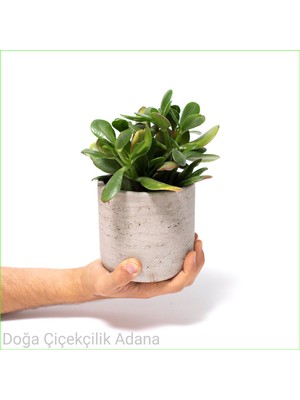 Bitki Dünyam Seramik Saksıda Para Ağacı Bereket Ağacı Crassula Ovata 01