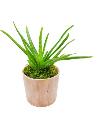 Bitki Dünyam Antik Seramik Saksıda Aloe Vera