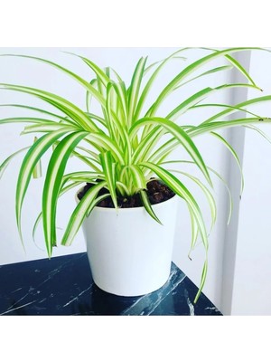 Bitki Dünyam Seramik Saksıda Kurdele Çiçeği